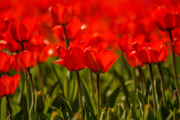 red tulip field