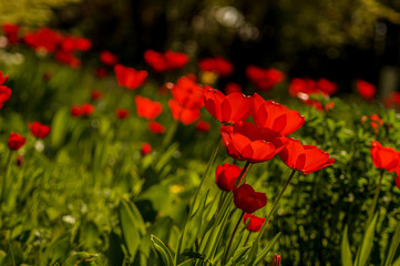 red tulip field