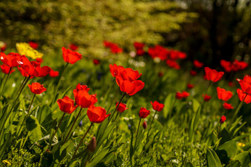 red tulip field