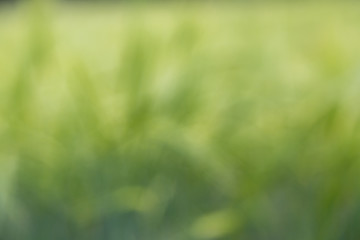 Unscharfer Feld Hintergrund