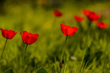 Fototapeta na wymiar red tulip field