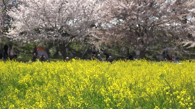 SATTE,  SAITAMA,  JAPAN - CIRCA APRIL 2019 : CHERRY BLOSSOMS and RAPE FLOWER (CANOLA FLOWER).  Spring season.  Slow motion shot.
