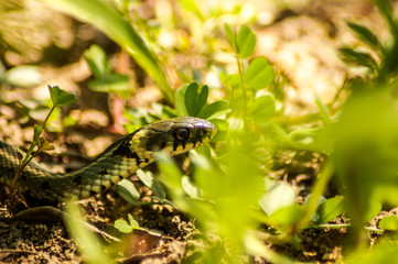 snake on the forest ground