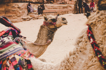 desert animal profile camel portrait in vintage monochrome toning style in Middle East heritage famous place for tourists and sightseeing 