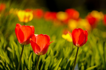 red tulip field