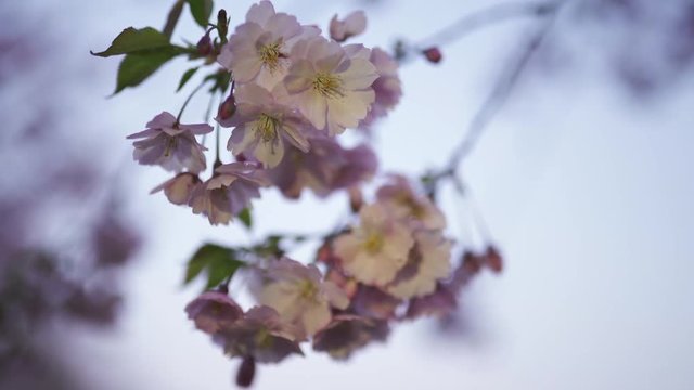 Close up 4K of sakura flower in the sunset - Phone light dinamic around