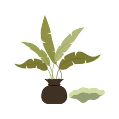 tree to plant isolated icon