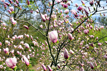 Flowering magnolias trees in the spring garden