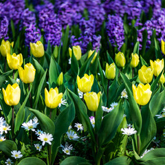 Obraz premium Keukenhof gardens in the Netherlands during spring. Close up of blooming flowerbeds of tulips, hyacinths, narcissus