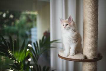 cream tabby maine coon kitten sitting on cat tree platform looking to the side in front of backyard...