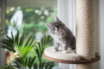 blue tabby maine coon kitten standing on cat furniture platform looking at the camera in front of a...