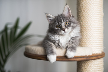 blue tabby maine coon kitten relaxing on a scratching post next to a houseplant in front of white...