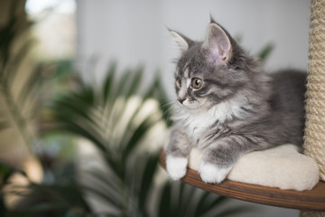 blue tabby maine coon kitten relaxing on a scratching post next to a houseplant in front of white...