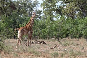 Giraffe / Giraffe / Giraffa Camelopardalis