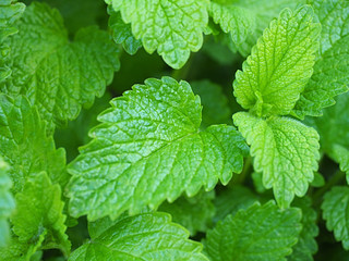 Mint leaves in the garden.