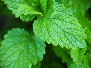 Mint leaves in the garden.