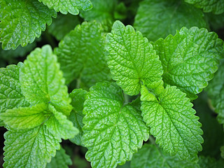 Fototapeta na wymiar Mint leaves in the garden.