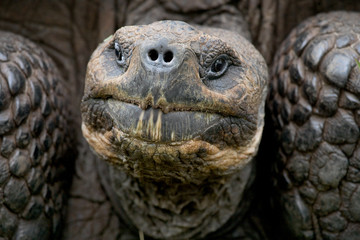 Portrait of giant tortoises. The Galapagos Islands. Pacific Ocean. Ecuador