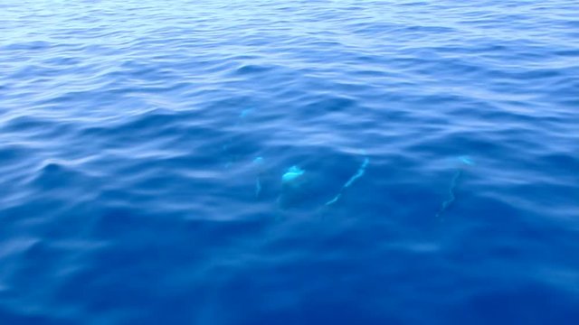 Family of pilot whales underwater. Group of cetaceans swimming on blue ocean. Wonderful wildlife, nature concepts