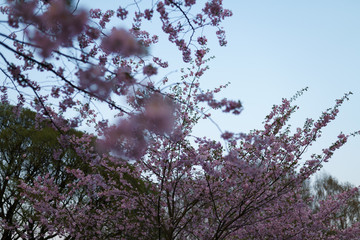 Colorful sakura cherry blossom in a park in Riga, Eastern European capital city of Latvia - Pink and magenta colors during a sunset