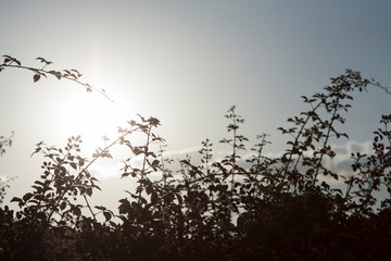 Obraz premium Zarzas al atardecer.