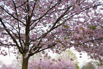 Colorful sakura cherry blossom in a park in Riga, Eastern European capital city of Latvia - Pink and magenta colors during a sunset