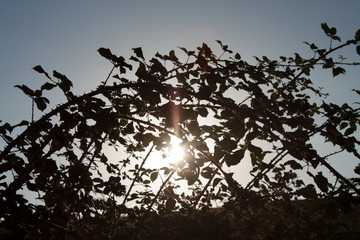 Zarzas al atardecer.