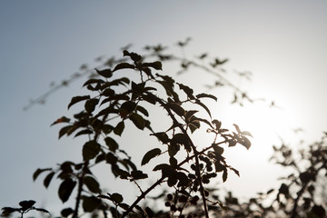 Zarzas al atardecer.