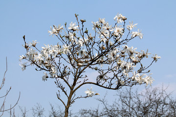 Magnolia loebneri (cultivar Donna) tree with white flowers against blue sky in early spring