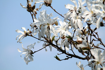 Branches of Magnolia loebneri (cultivar Donna) with white flowers against blue sky in early spring