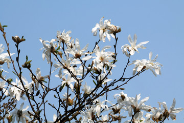 Branches of Magnolia loebneri (cultivar Donna) with white flowers against blue sky in early spring