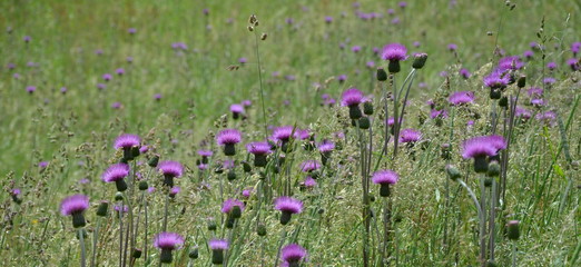 Kratzdistel - Hintergrund und Banner