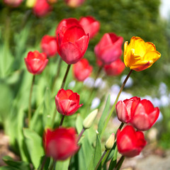  tulips in blossom                              