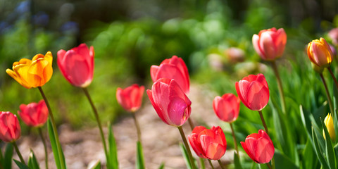 Fototapeta na wymiar tulips in blossom 