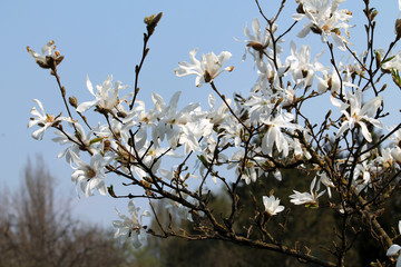 Branches of Magnolia loebneri (cultivar Donna) with white flowers against blue sky in early spring