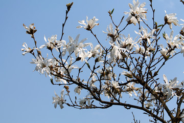 Branches of Magnolia loebneri (cultivar Donna) with white flowers against blue sky in early spring