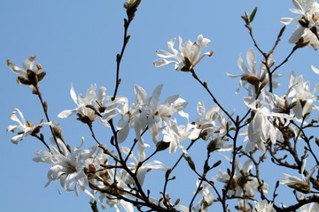 Branches of Magnolia loebneri (cultivar Donna) with white flowers against blue sky in early spring