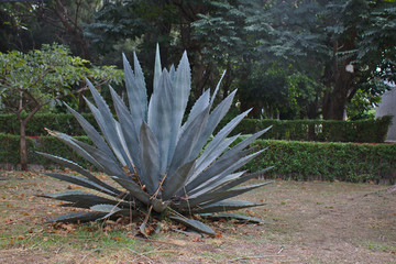 Big agave in a park in Guadalajara, Mexico