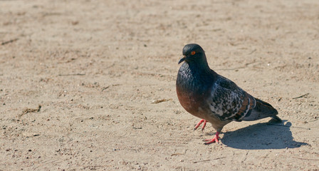 a lonely pigeon walks in the park in clear weather. bird close up.