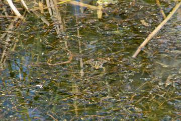 Marsh frog in brook with spawn in Hungary
