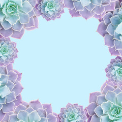 Frame of succulents for text. Succulents closeup. Elements of a tropical plant for design.