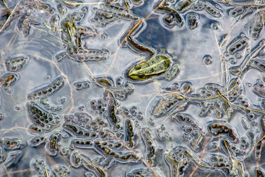 Abstract photo of a marsh frog in brook with spawn in Hungary