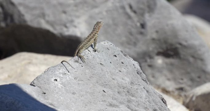 Lava Lizard Close shot of Lava Lizard Standing on Rock