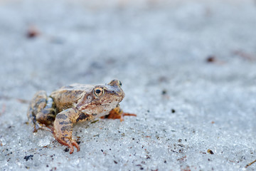 A close up of a frog on the ice. Early spring. abnormal phenomena in nature.