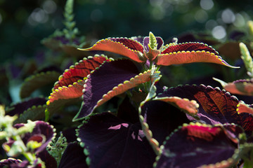 Red Leaves Coleus Wide