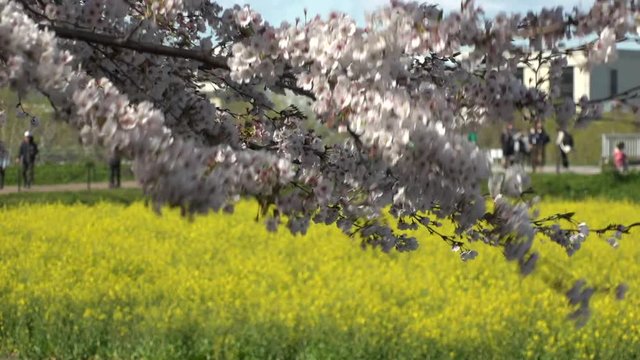 SATTE,  SAITAMA,  JAPAN - CIRCA APRIL 2019 : CHERRY BLOSSOMS and RAPE FLOWER (CANOLA FLOWER).  Spring season.  Slow motion shot.