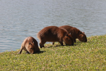 capybaras