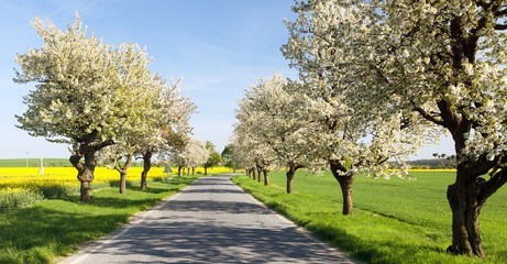 Cherry trees alley of beautiful flowering tree