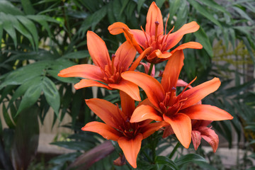 Orange Lilies in the Garden