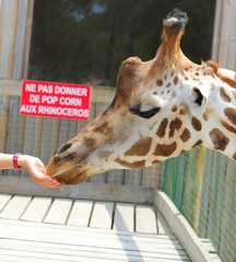 girafes dans leur enclos au zoo
